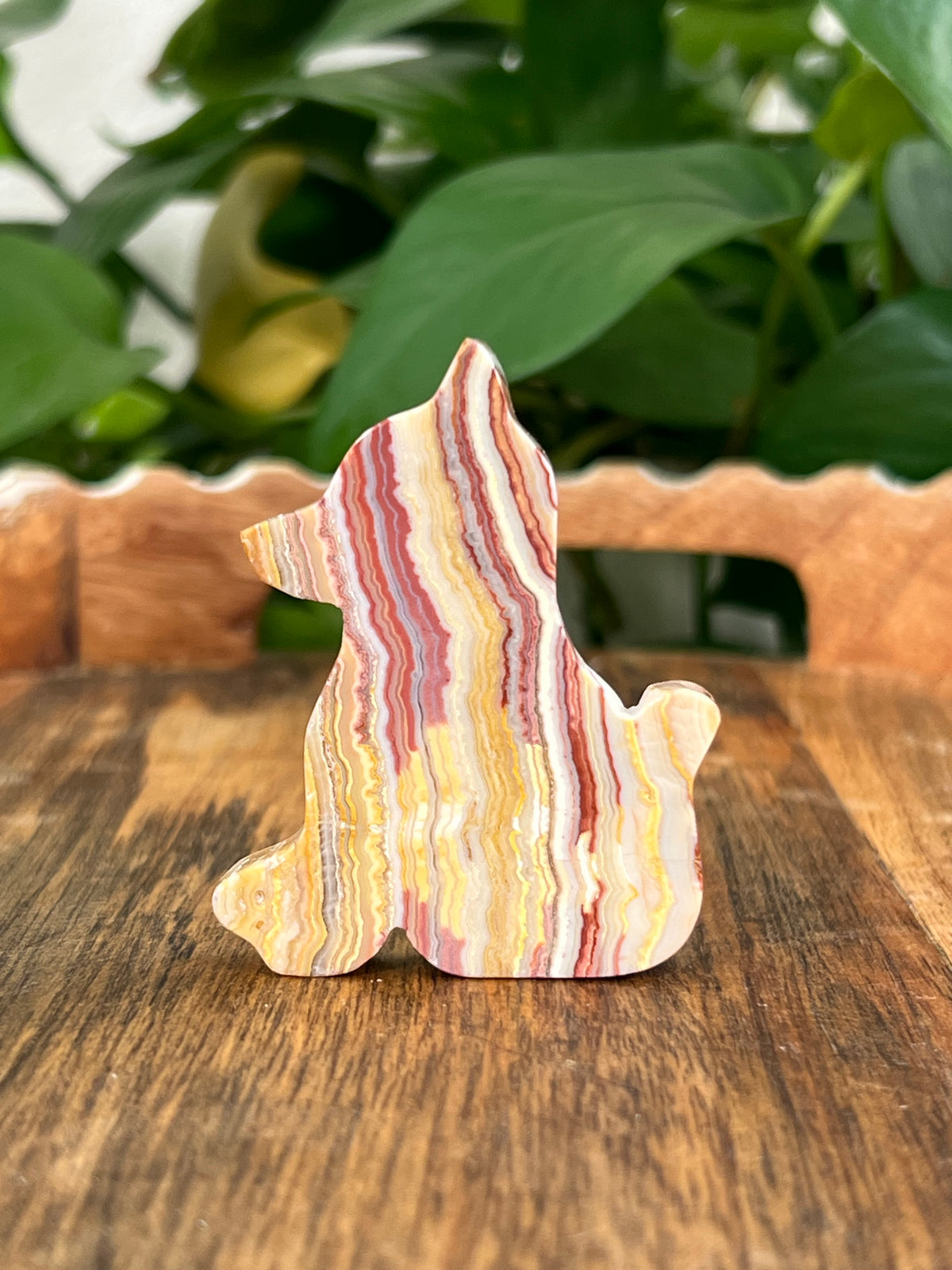 Crazy Lace Agate Dogs