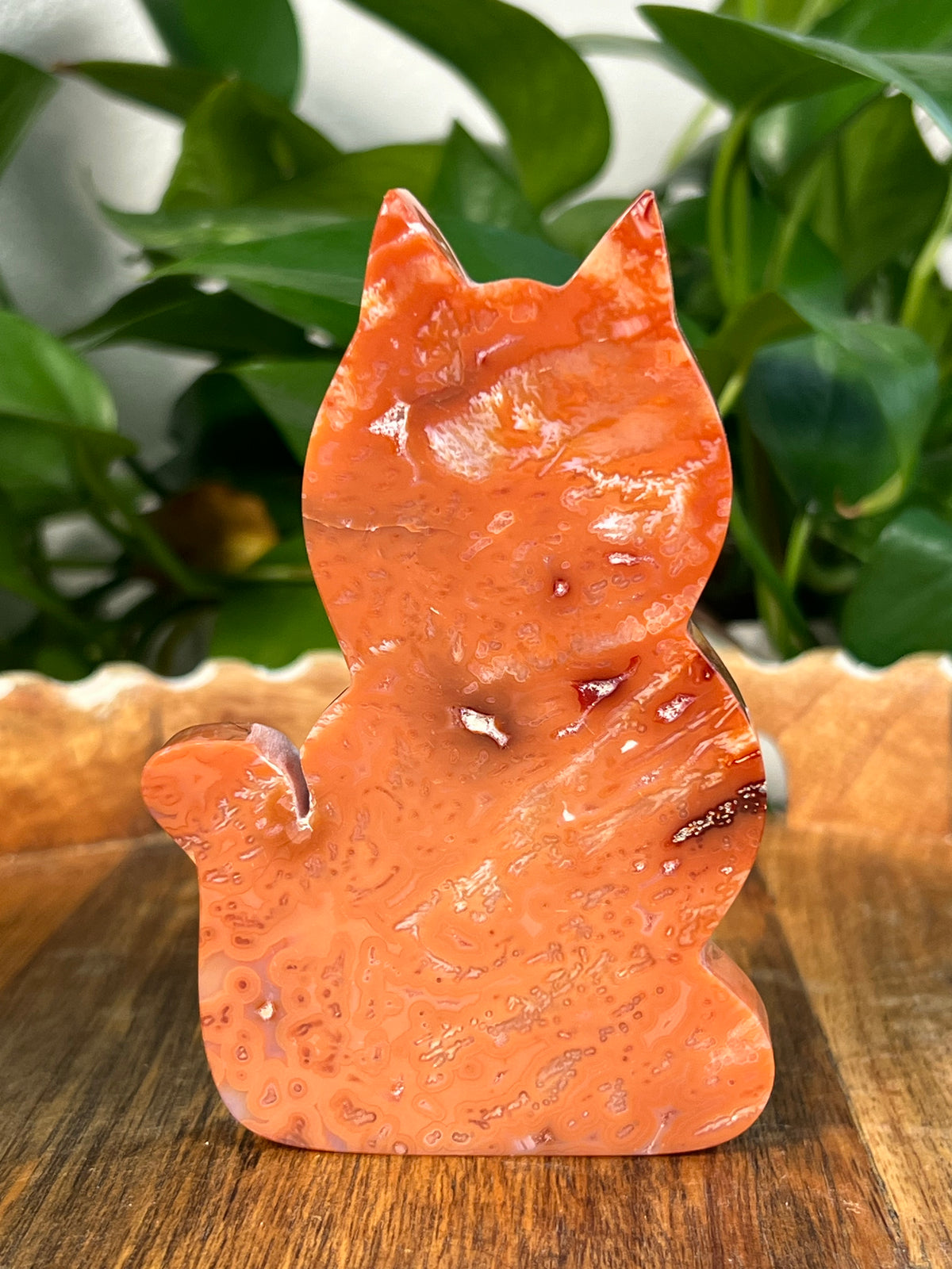 Carnelian Cats