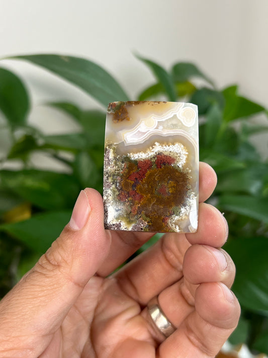 Scenic Moss Agate Cabochons