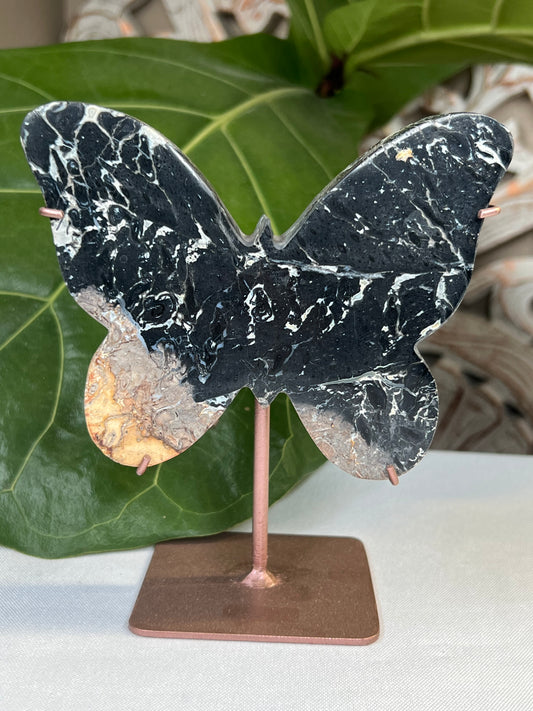 Palm Root Butterfly