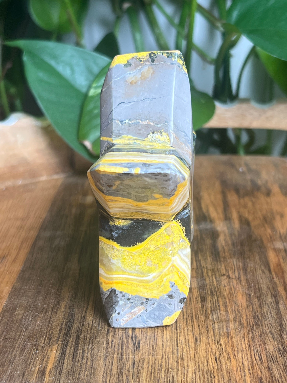 Bumblebee Jasper Star: D