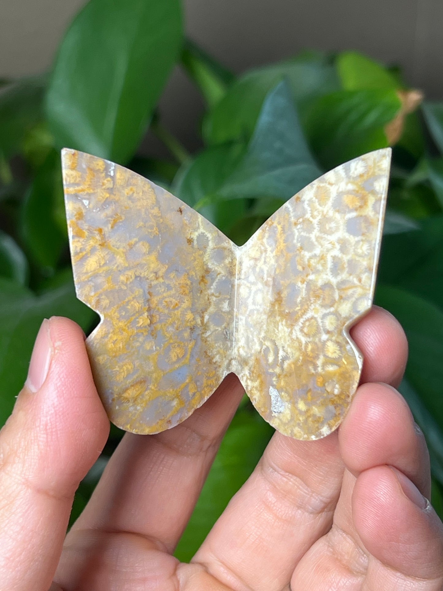Fossil Coral 3D Butterfly
