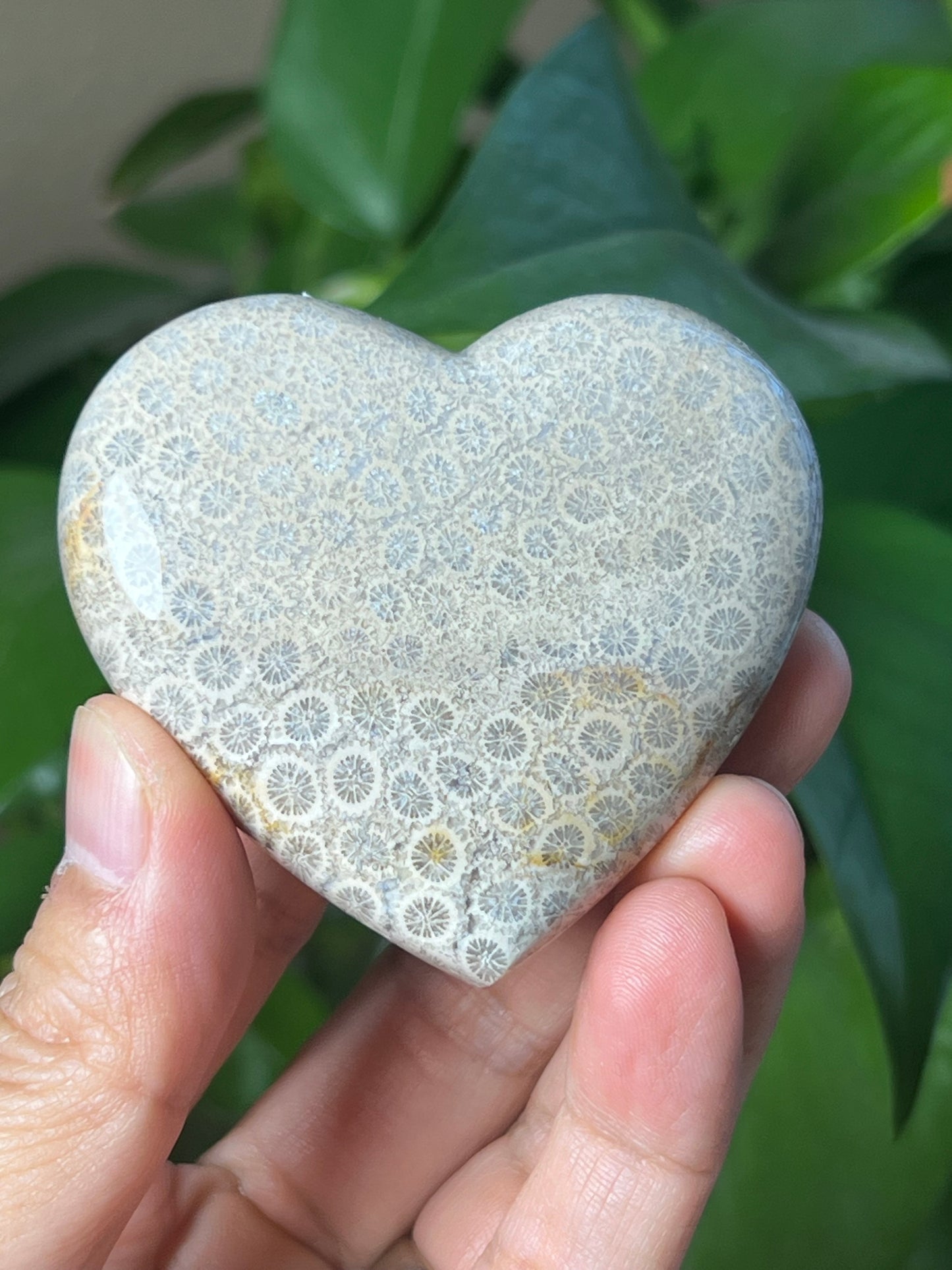 Fossil Coral Heart