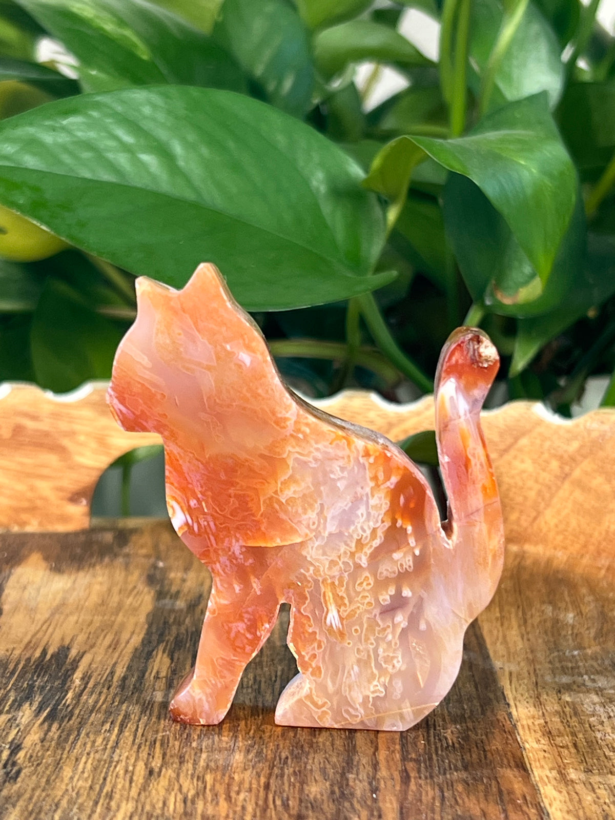 Carnelian Cats