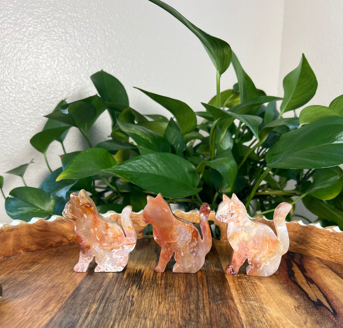 Carnelian Cats