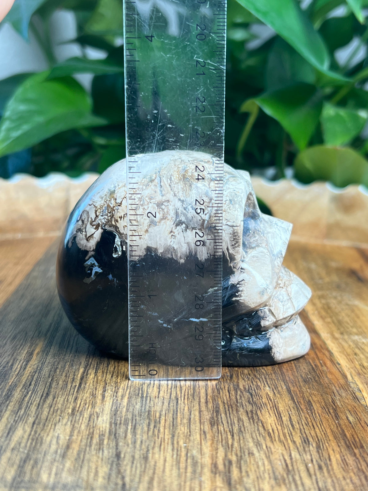 Palm Root Skull: ZL