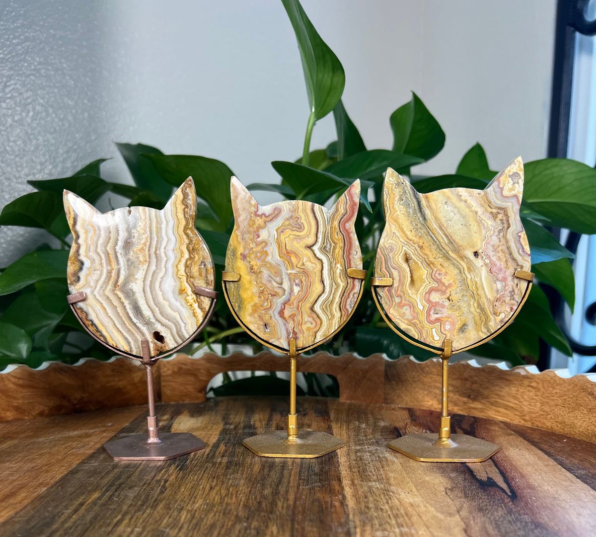 Yellow Crazy Lace Agate Cat Heads