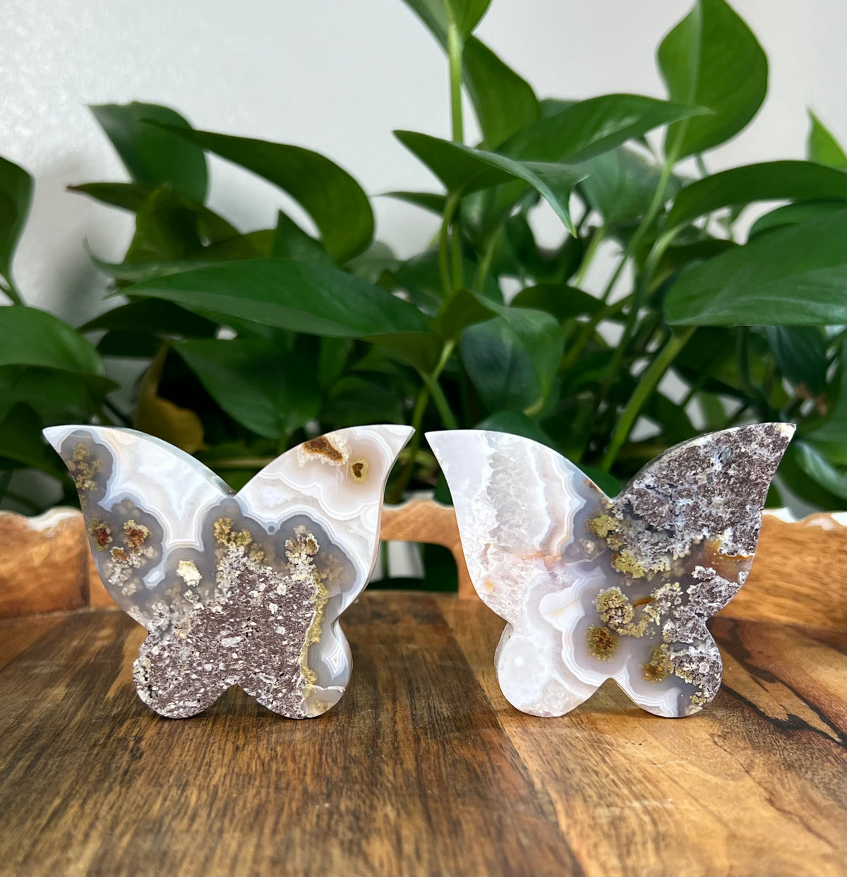 Scenic Moss Agate Butterflies