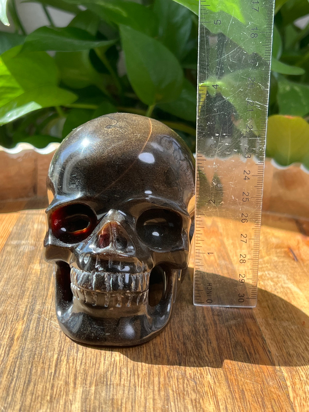 Amber Skull: NZ