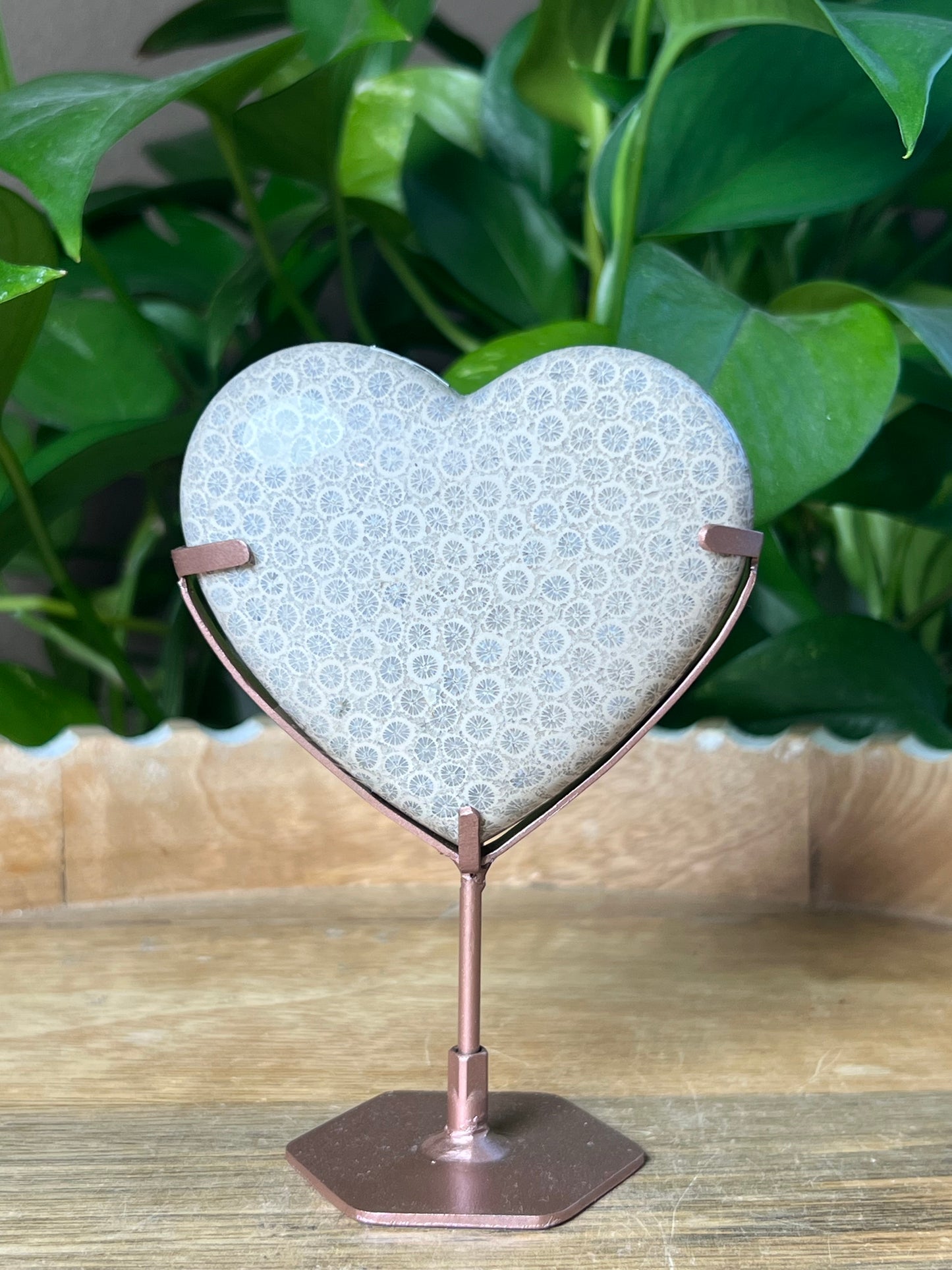 Fossil Coral Heart