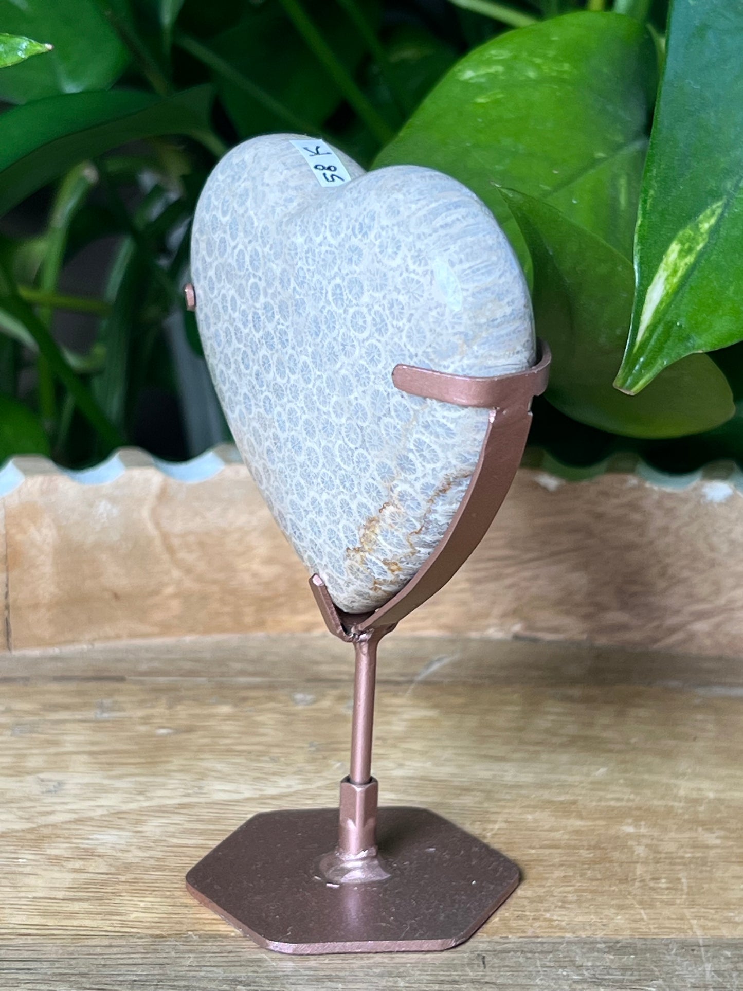 Fossil Coral Heart