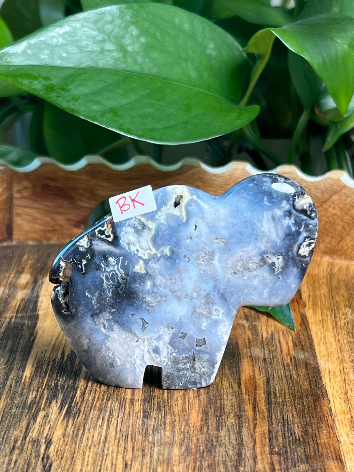 Blue Plume Agate Buffalos