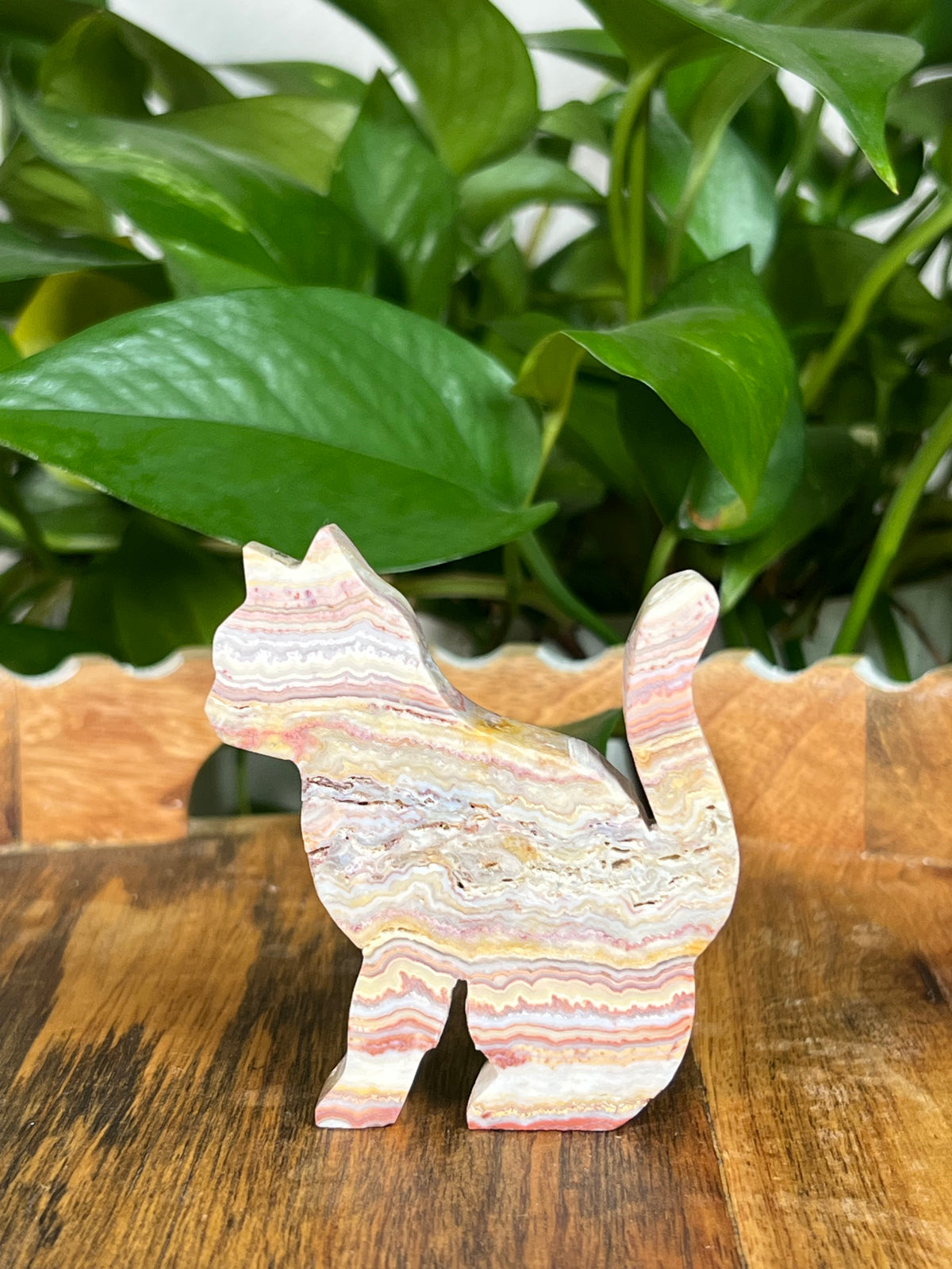 Crazy Lace Agate Cats