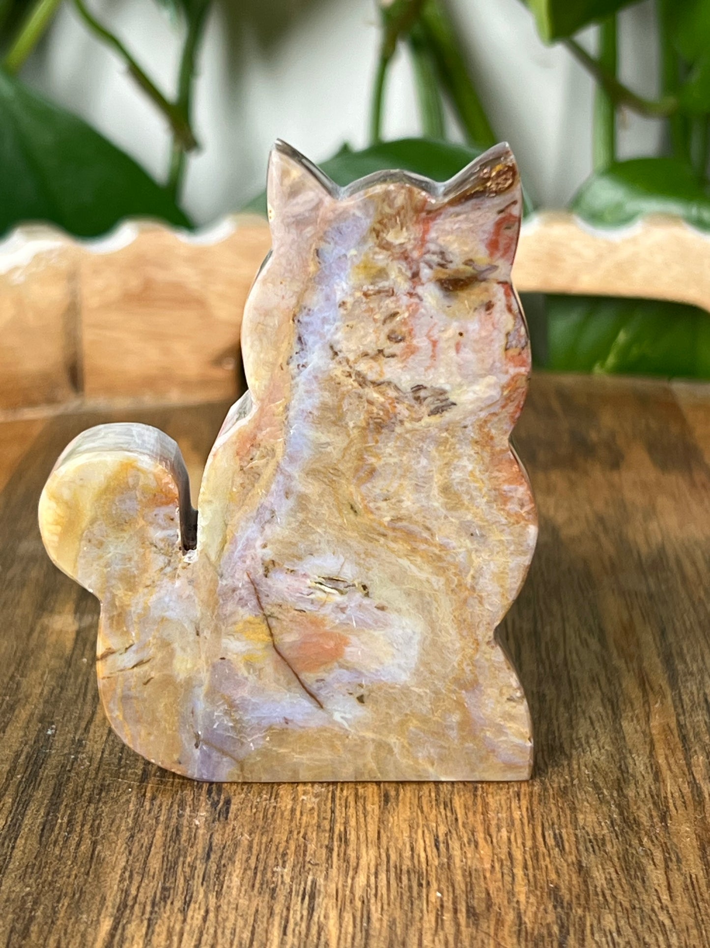 River Jasper Cat