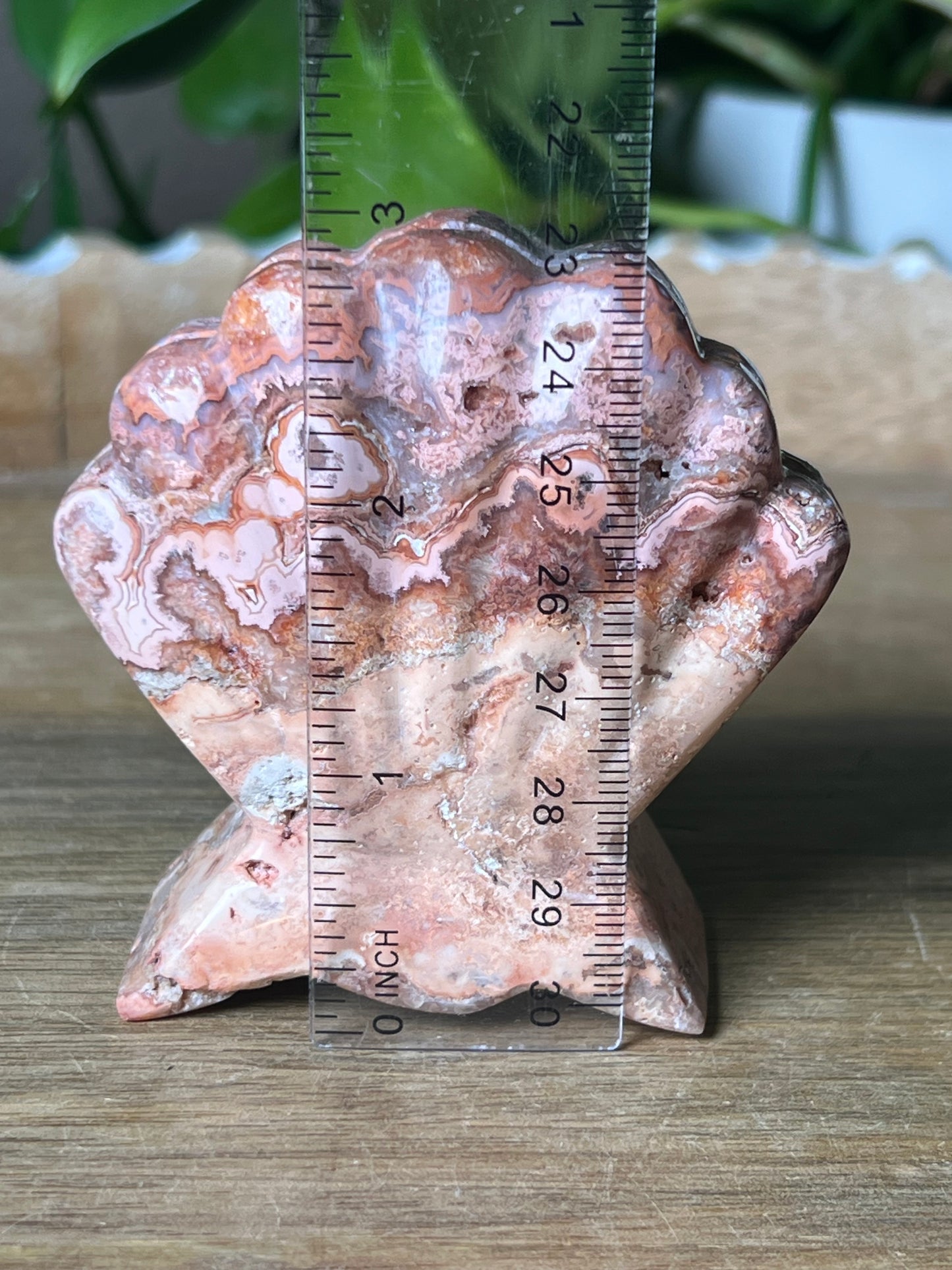 Crazy Lace Agate Shell