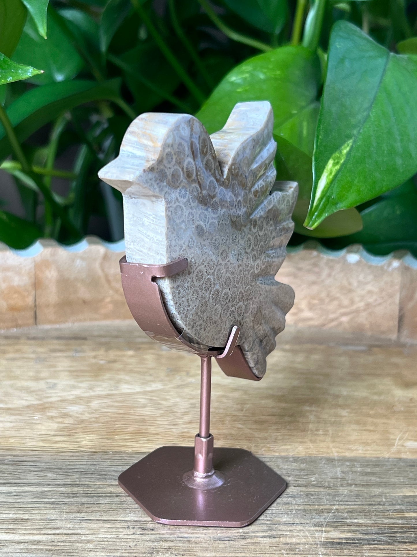 Fossil Coral Bird