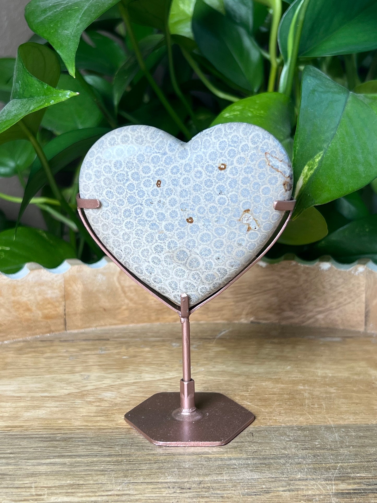 Fossil Coral Heart