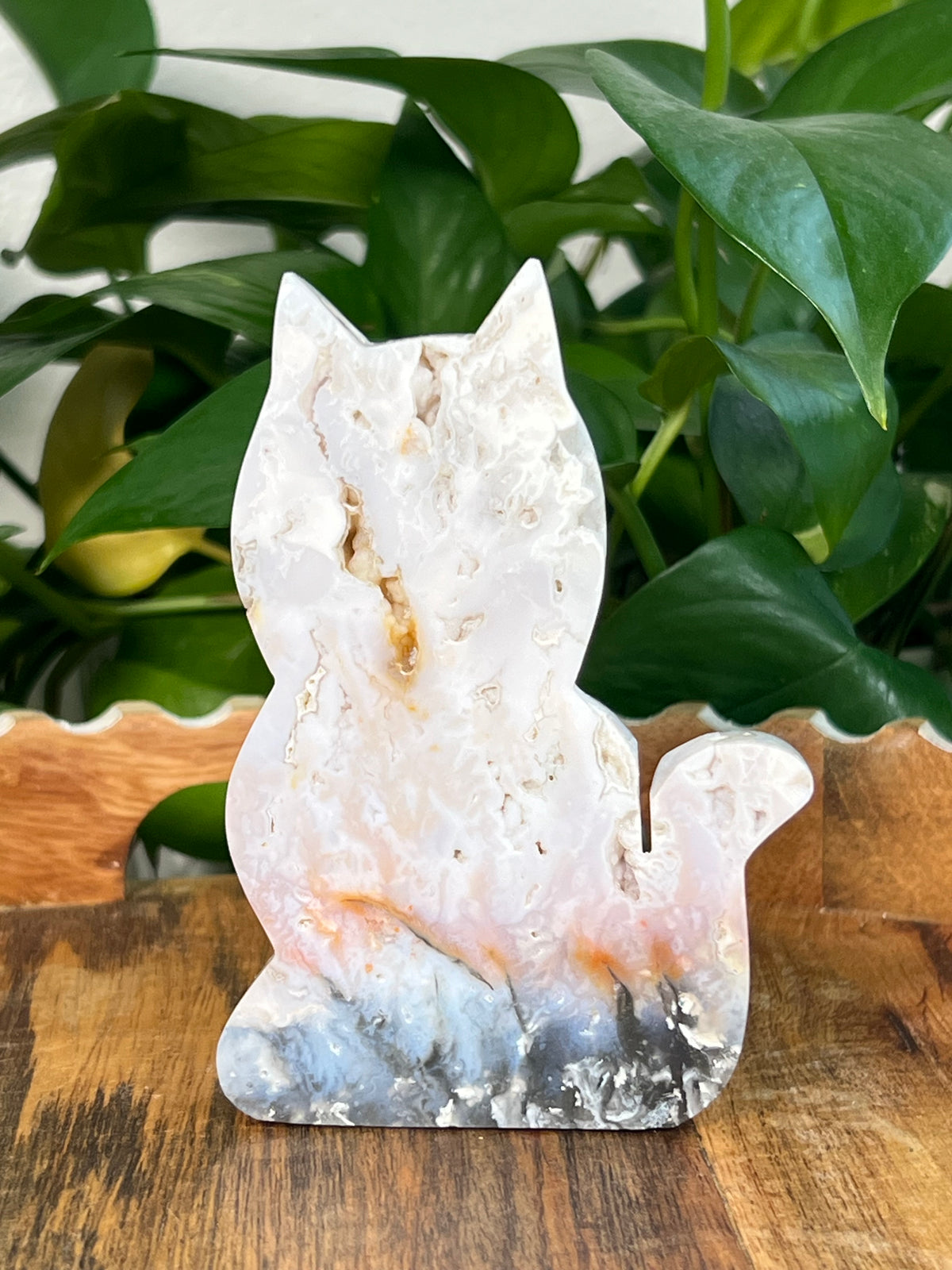 Rainbow Plume Agate Cats