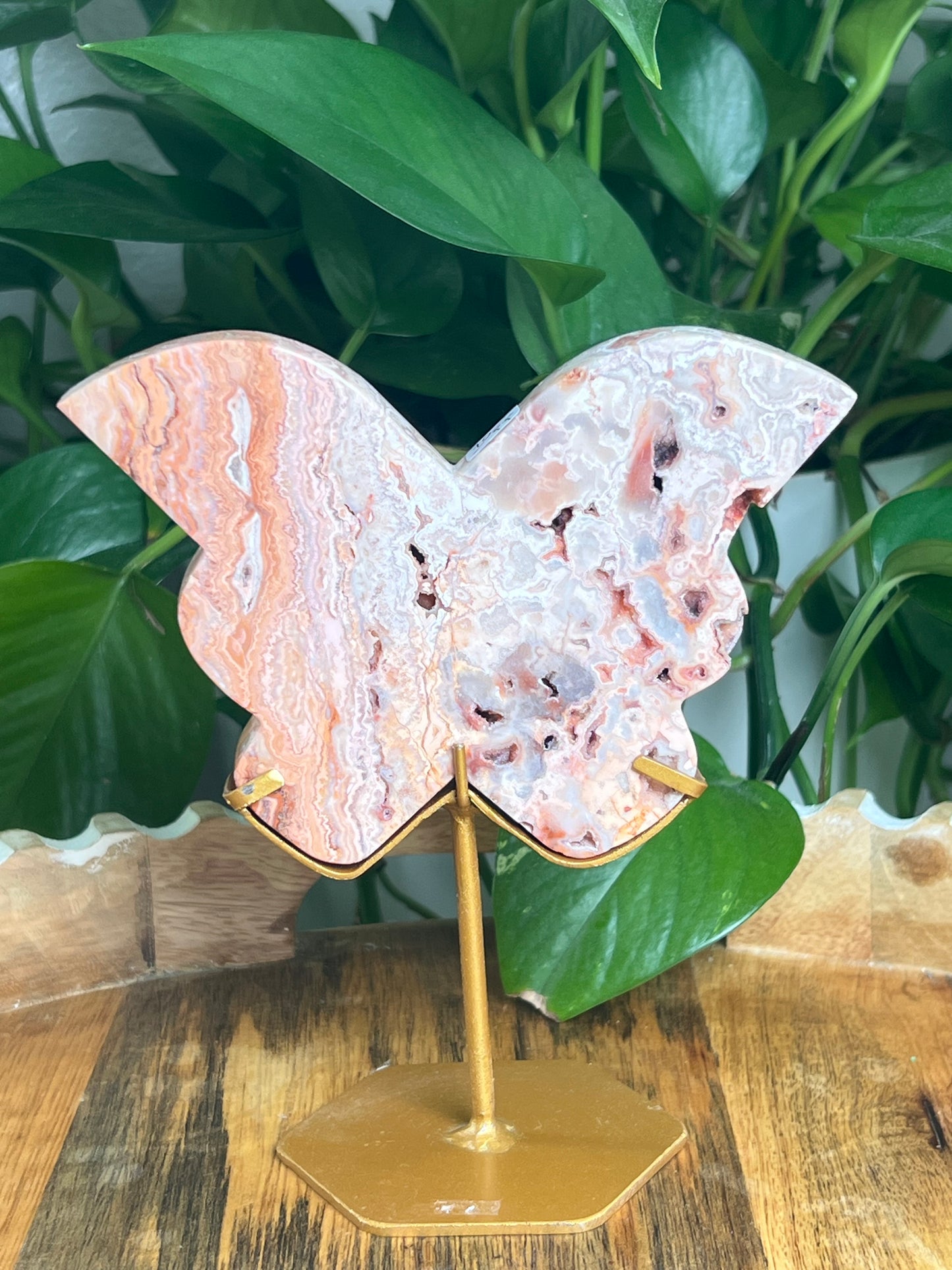 Crazy Lace Agate Butterfly: PF