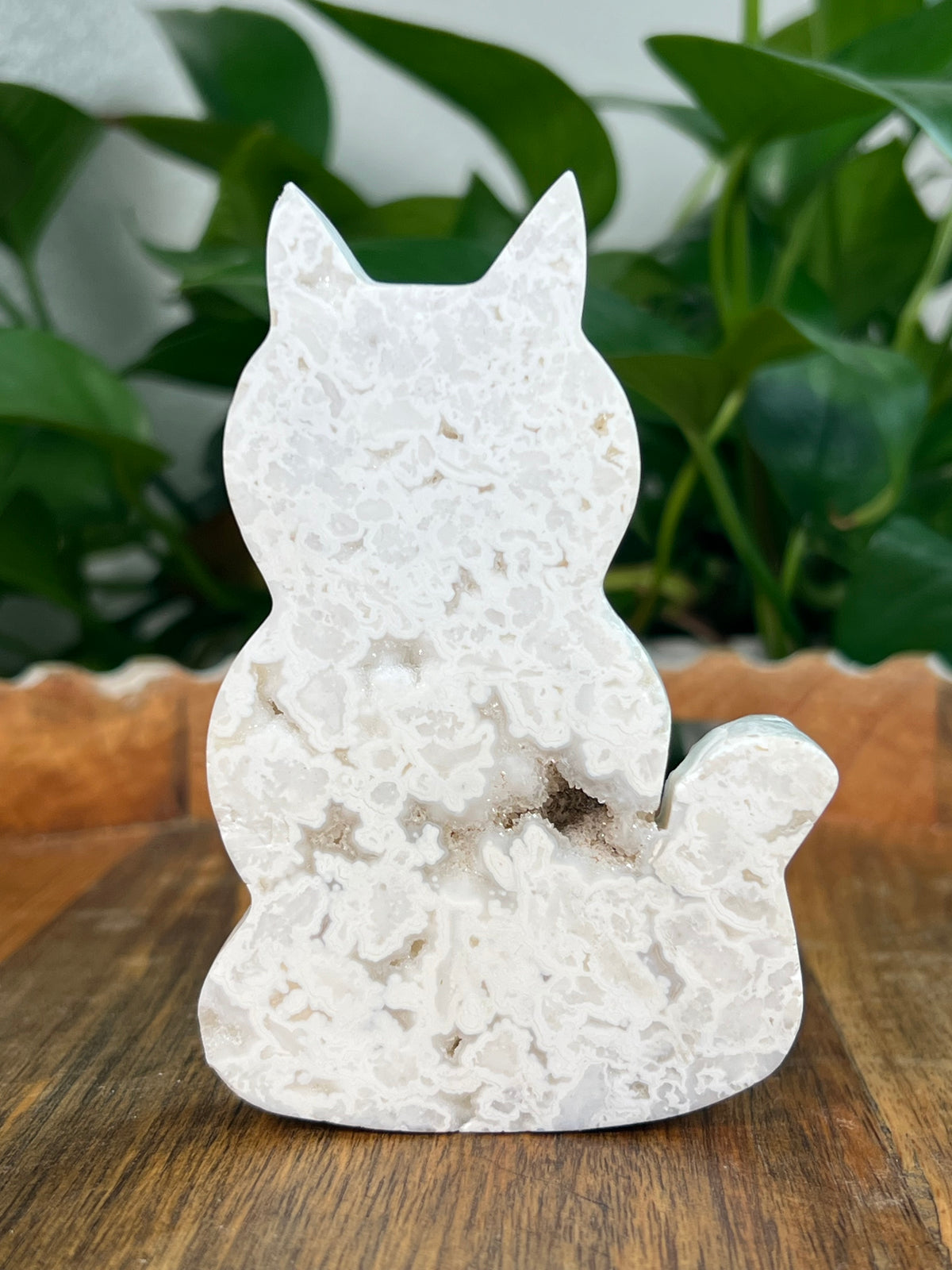 White Plume Agate Cats