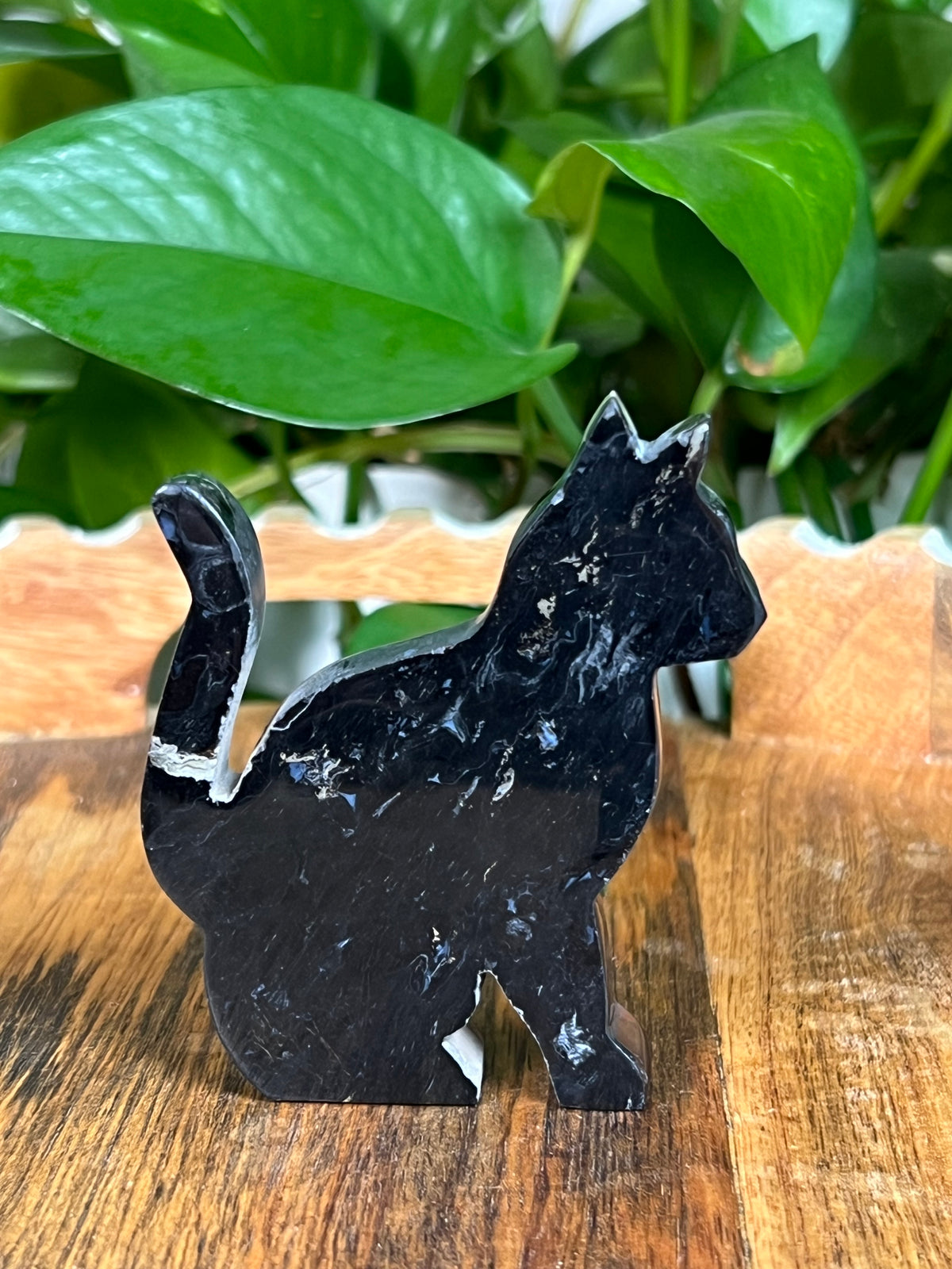 Palm Root Cats