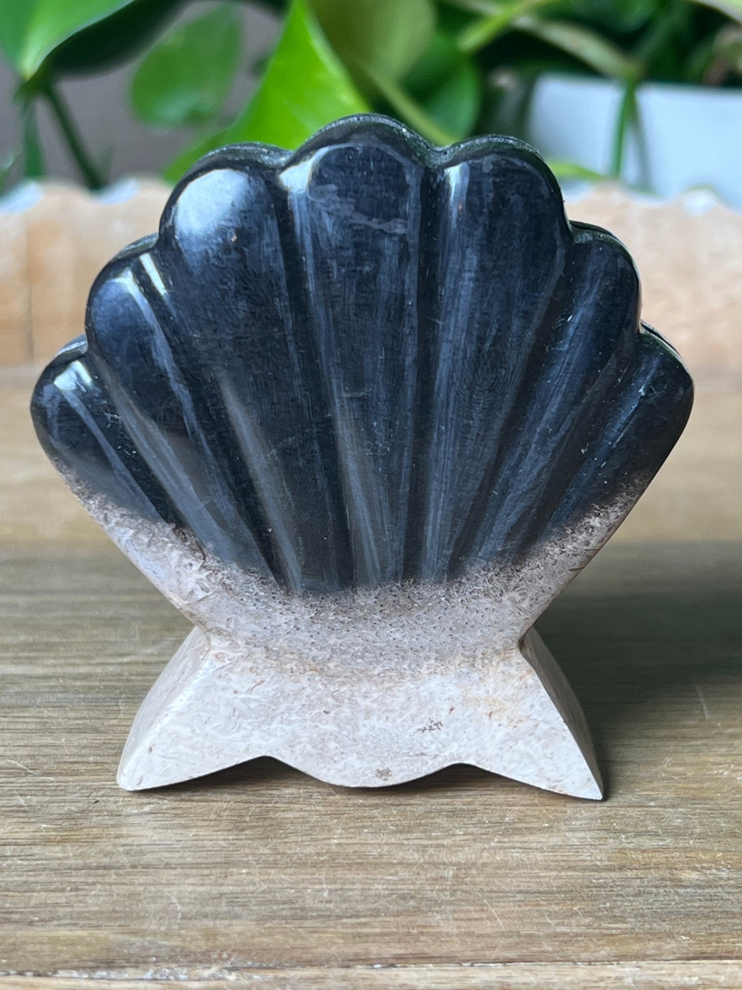 Palm Root Shell