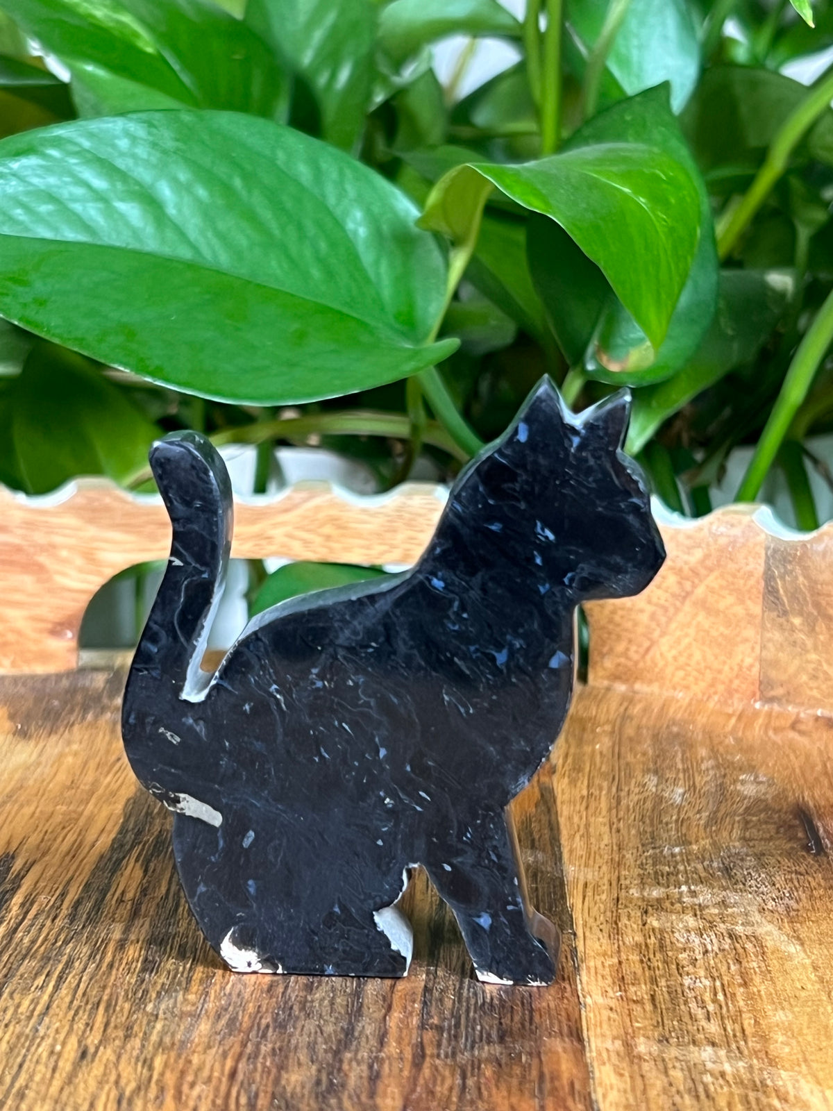 Palm Root Cats