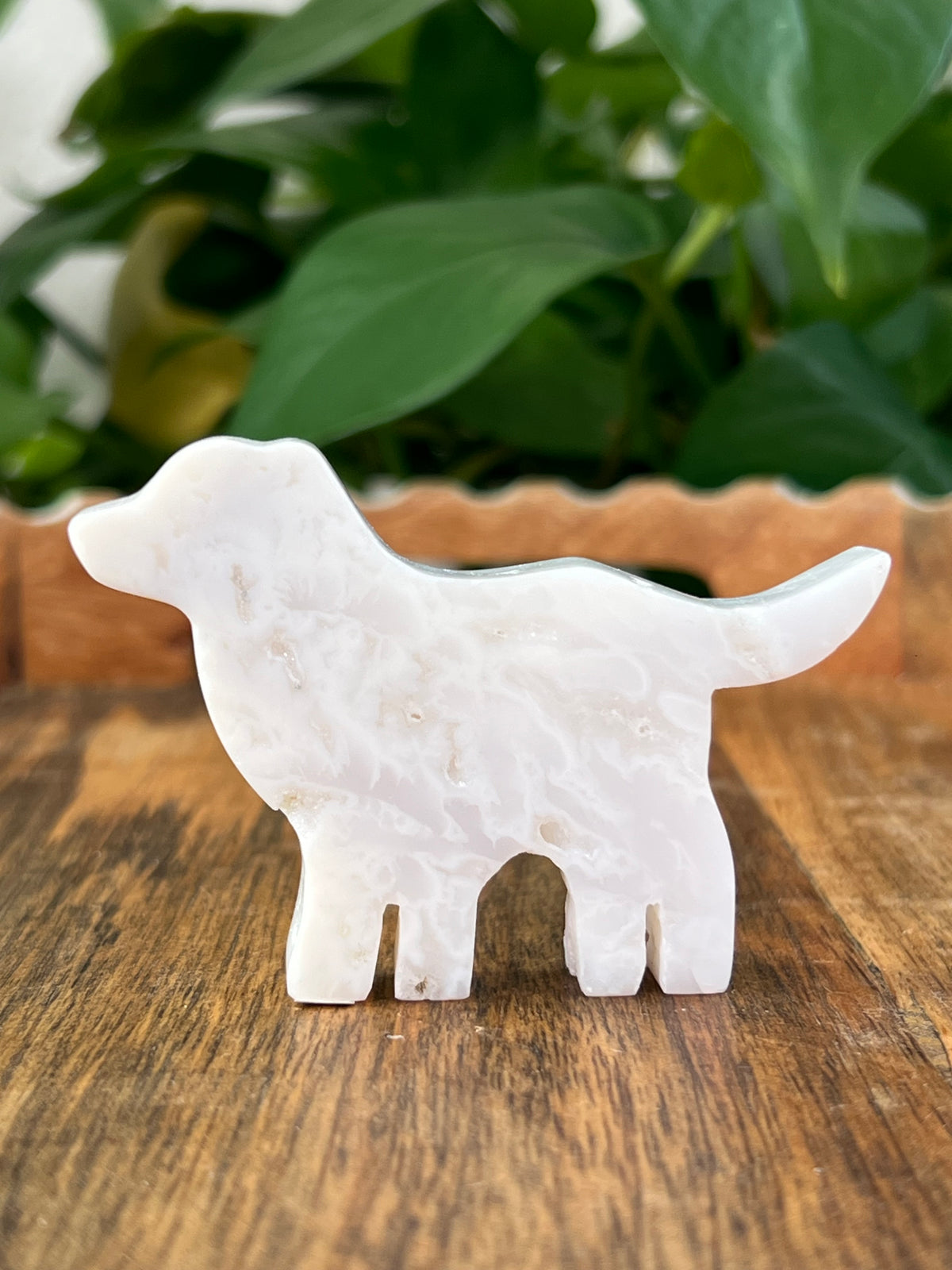 White Plume Agate Dogs