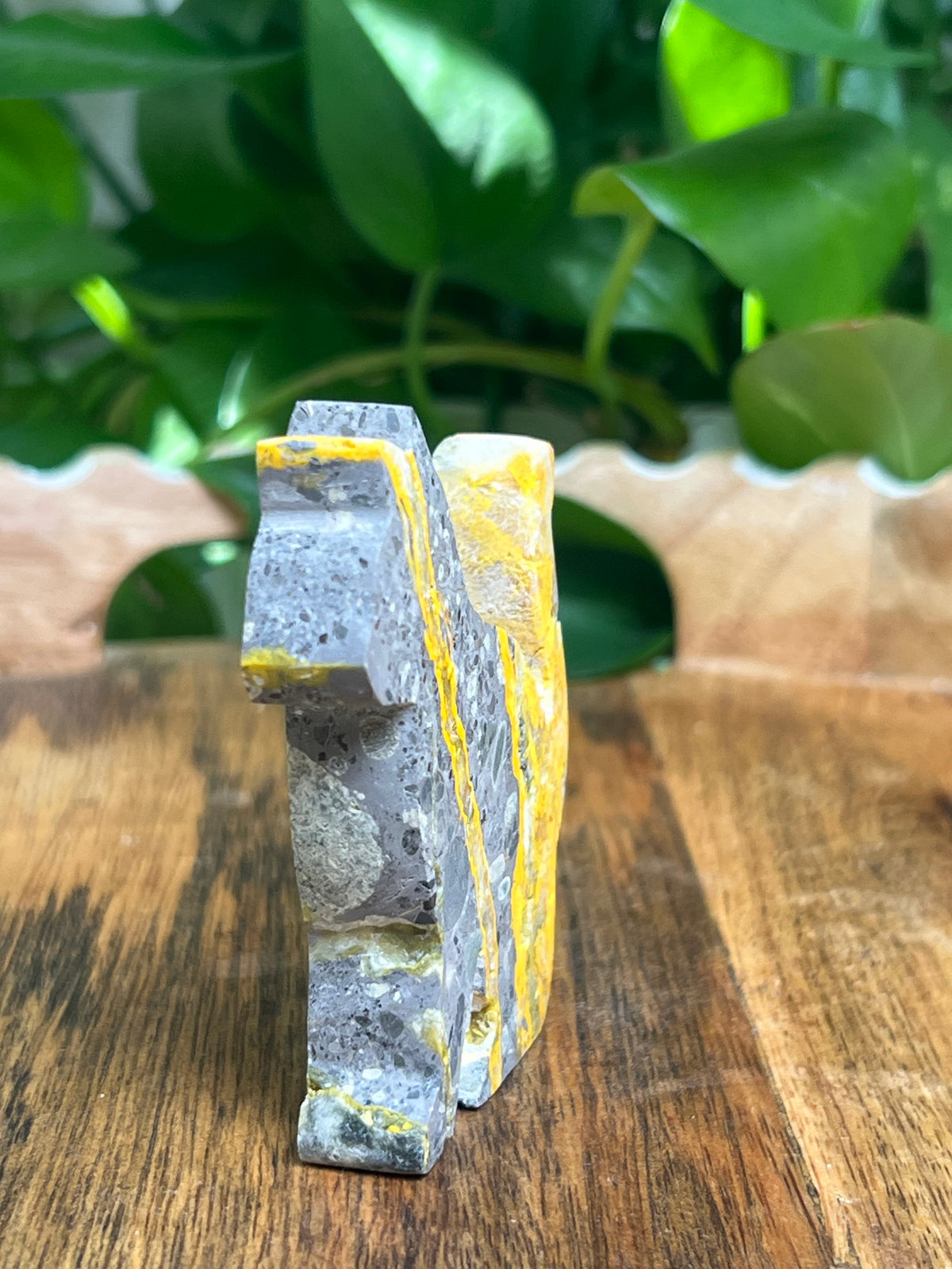 Bumblebee Jasper Cat: A