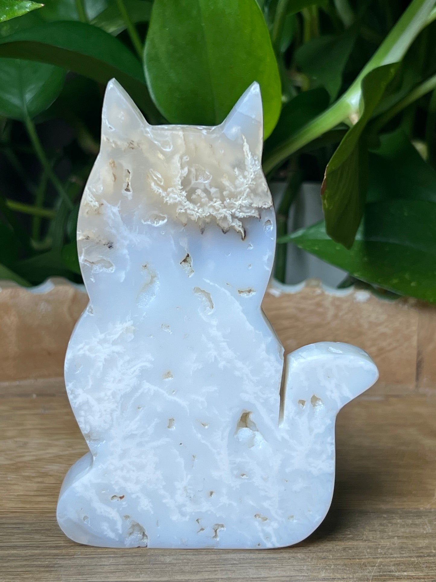 White Plume Agate Cat