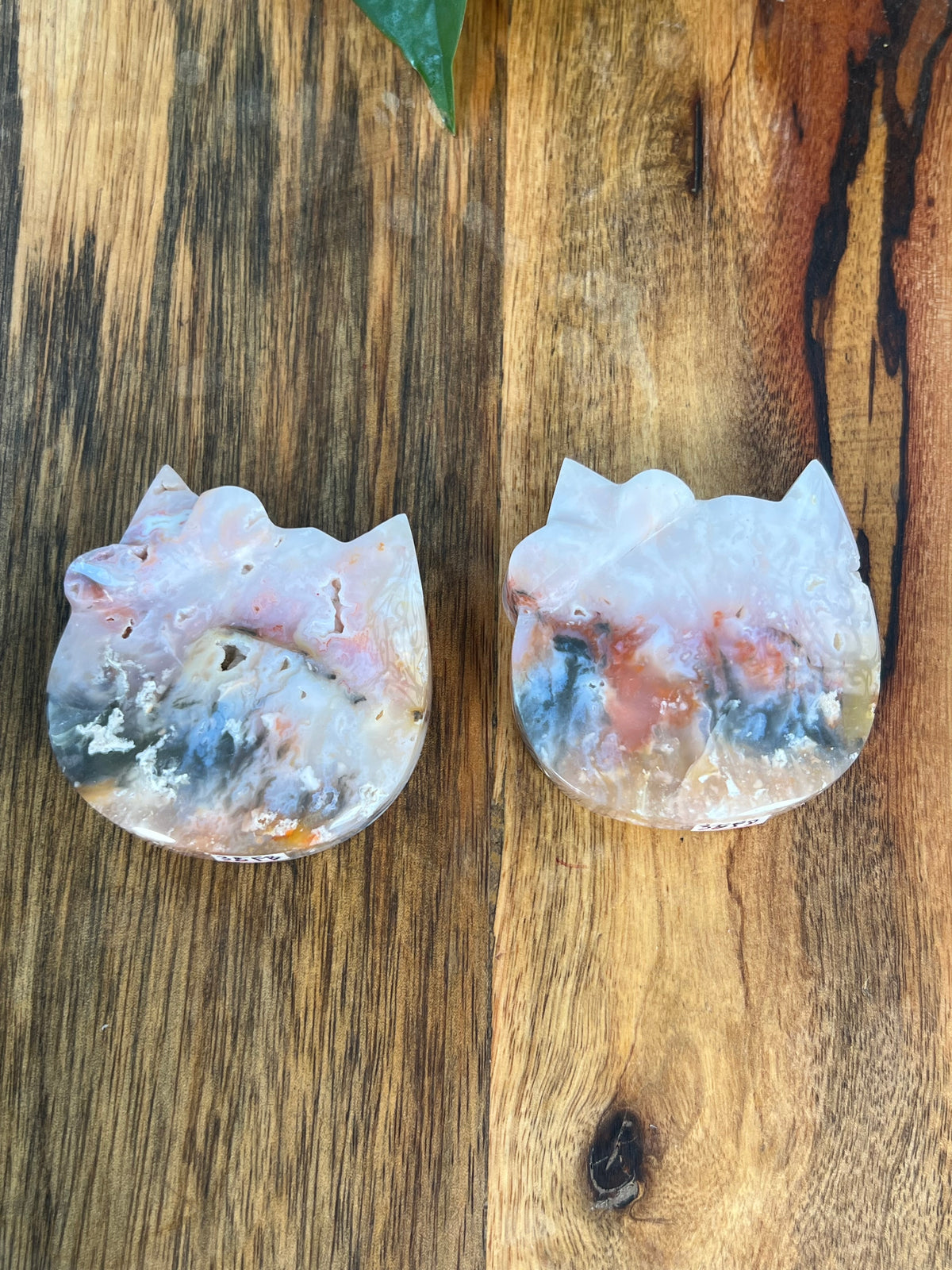Rainbow Plume Agate Cat Heads