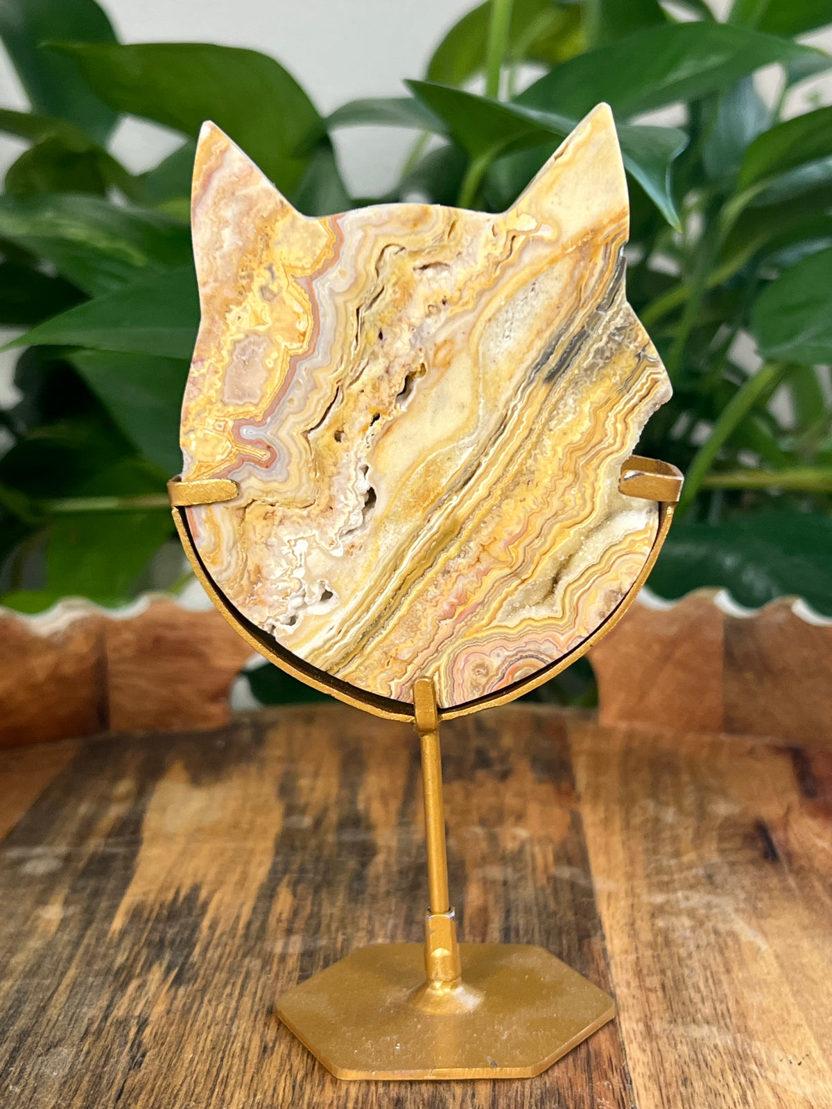 Yellow Crazy Lace Agate Cat Heads