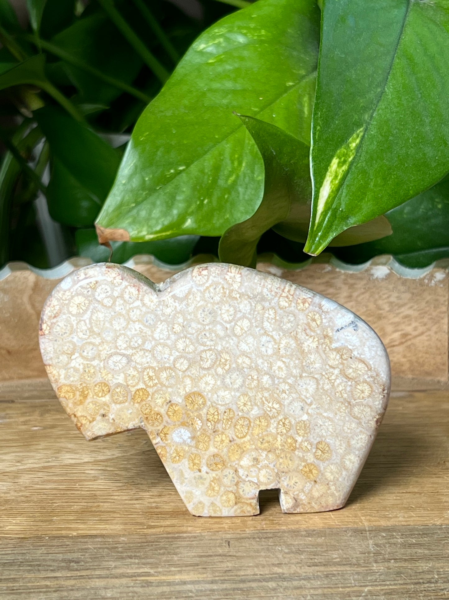 Fossil Coral Buffalo