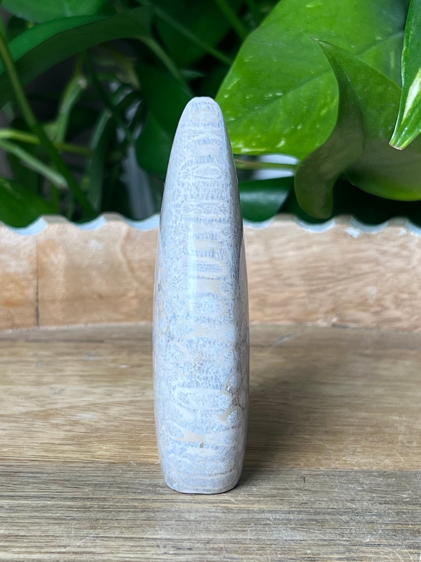 Fossil Coral