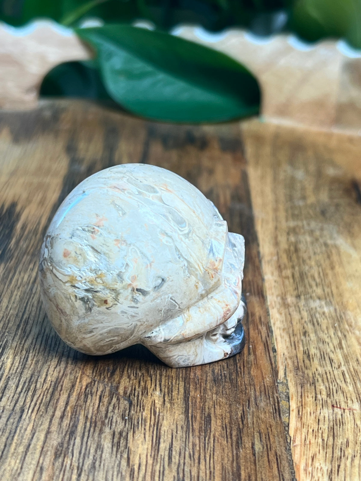 Palm Root Mini Skull: NX