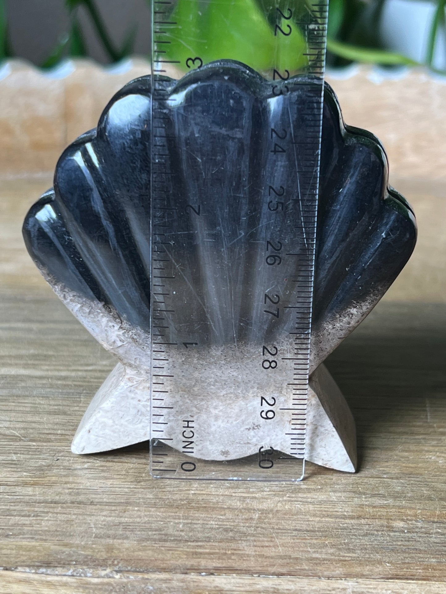 Palm Root Shell