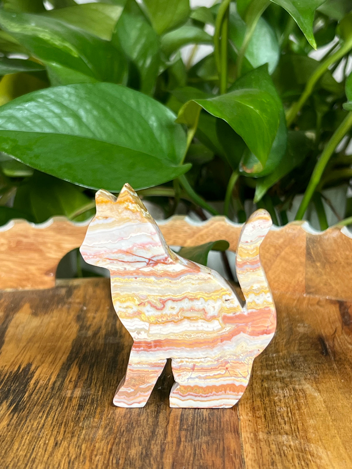 Crazy Lace Agate Cats