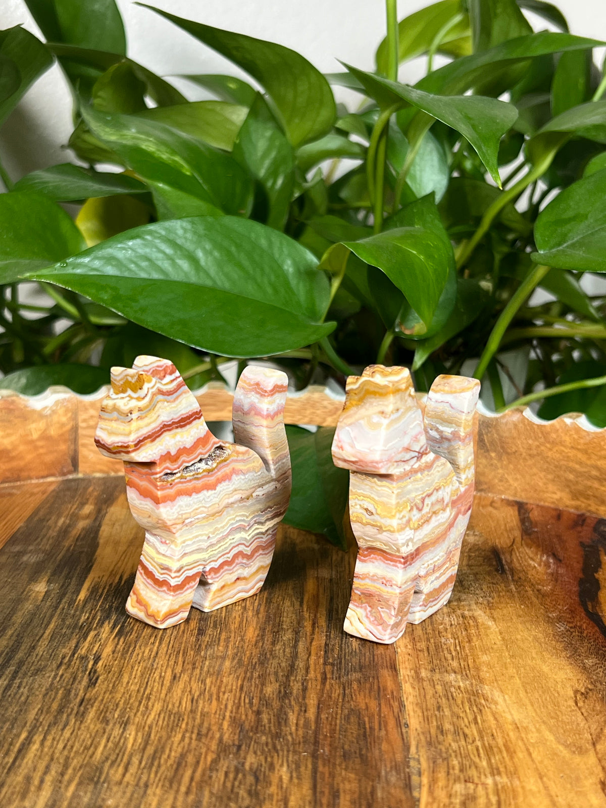 Crazy Lace Agate Cats