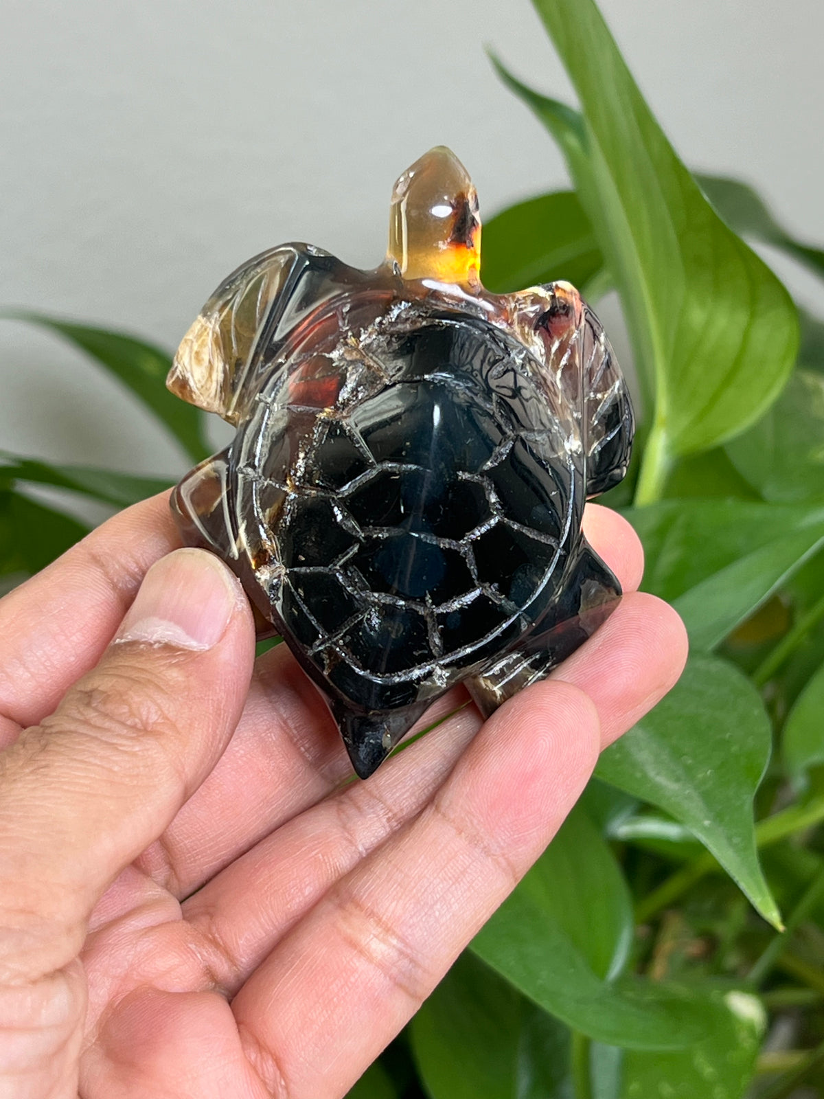 Amber Turtle: A