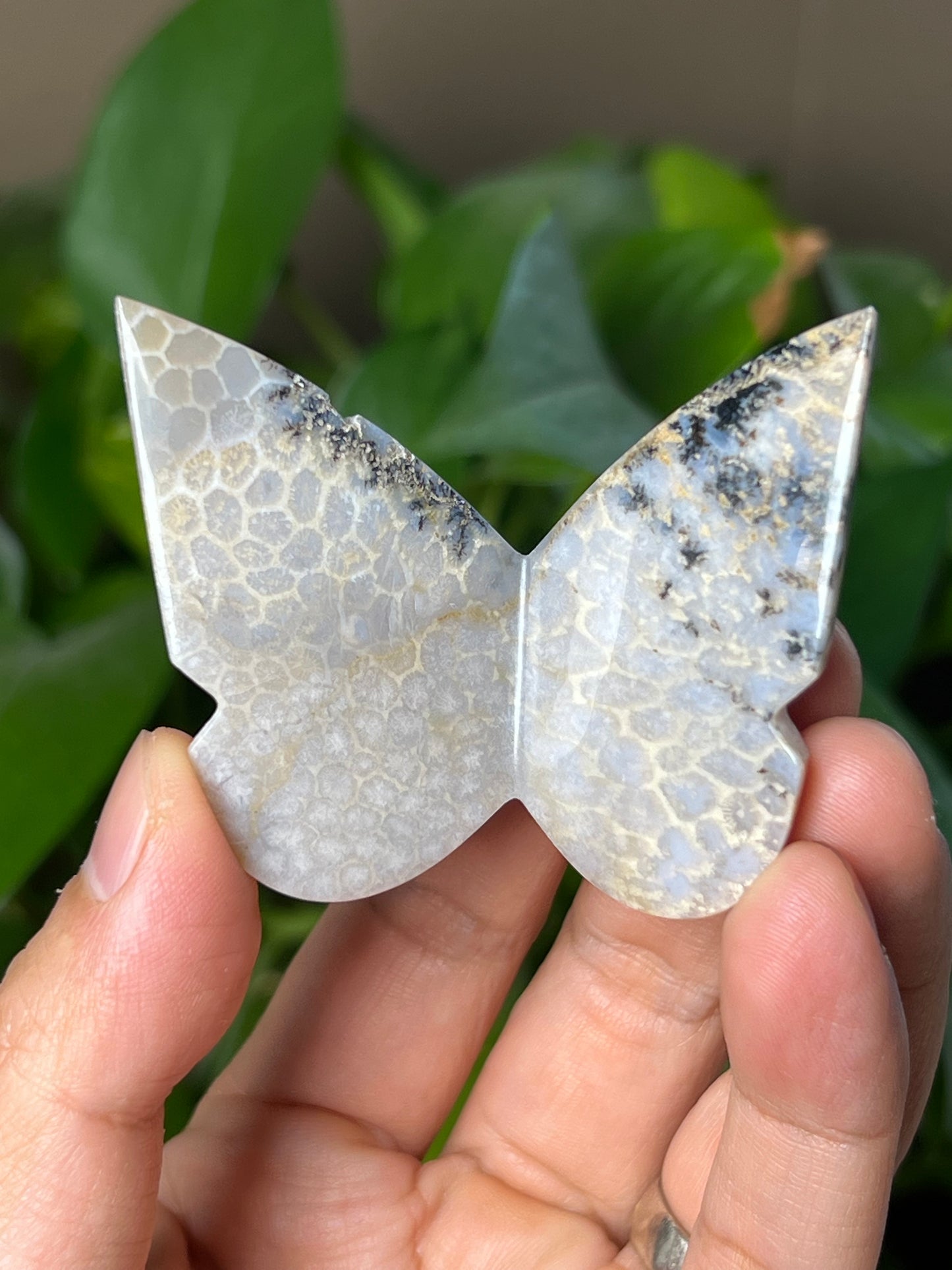 Fossil Coral 3D Butterfly