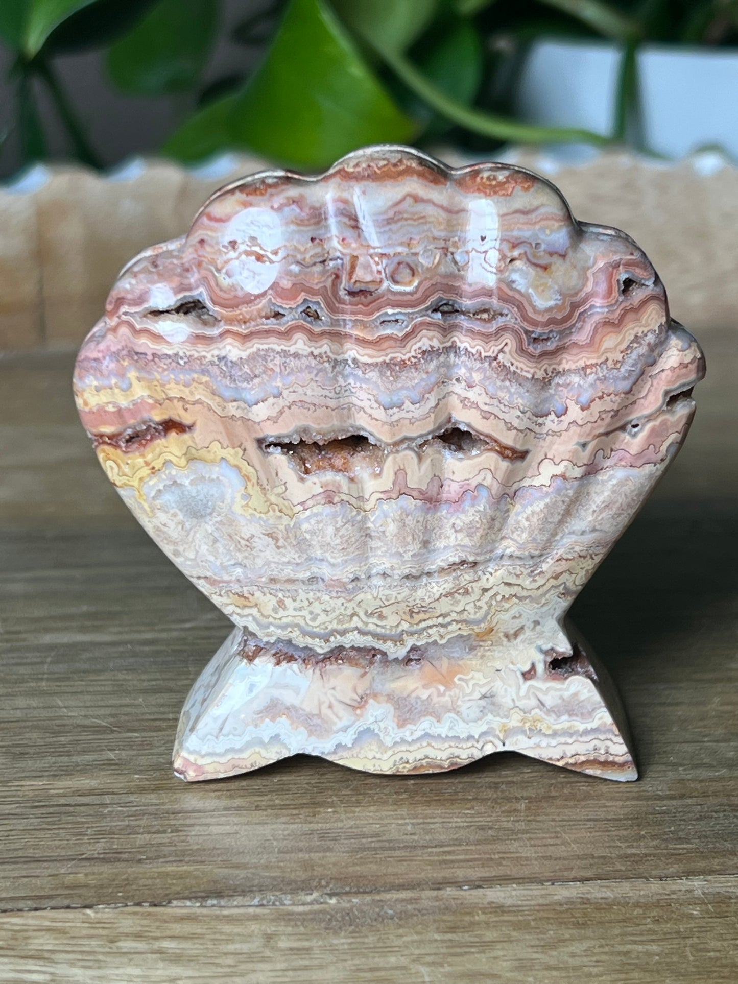 Crazy Lace Agate Shell