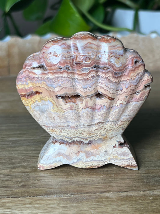 Crazy Lace Agate Shell