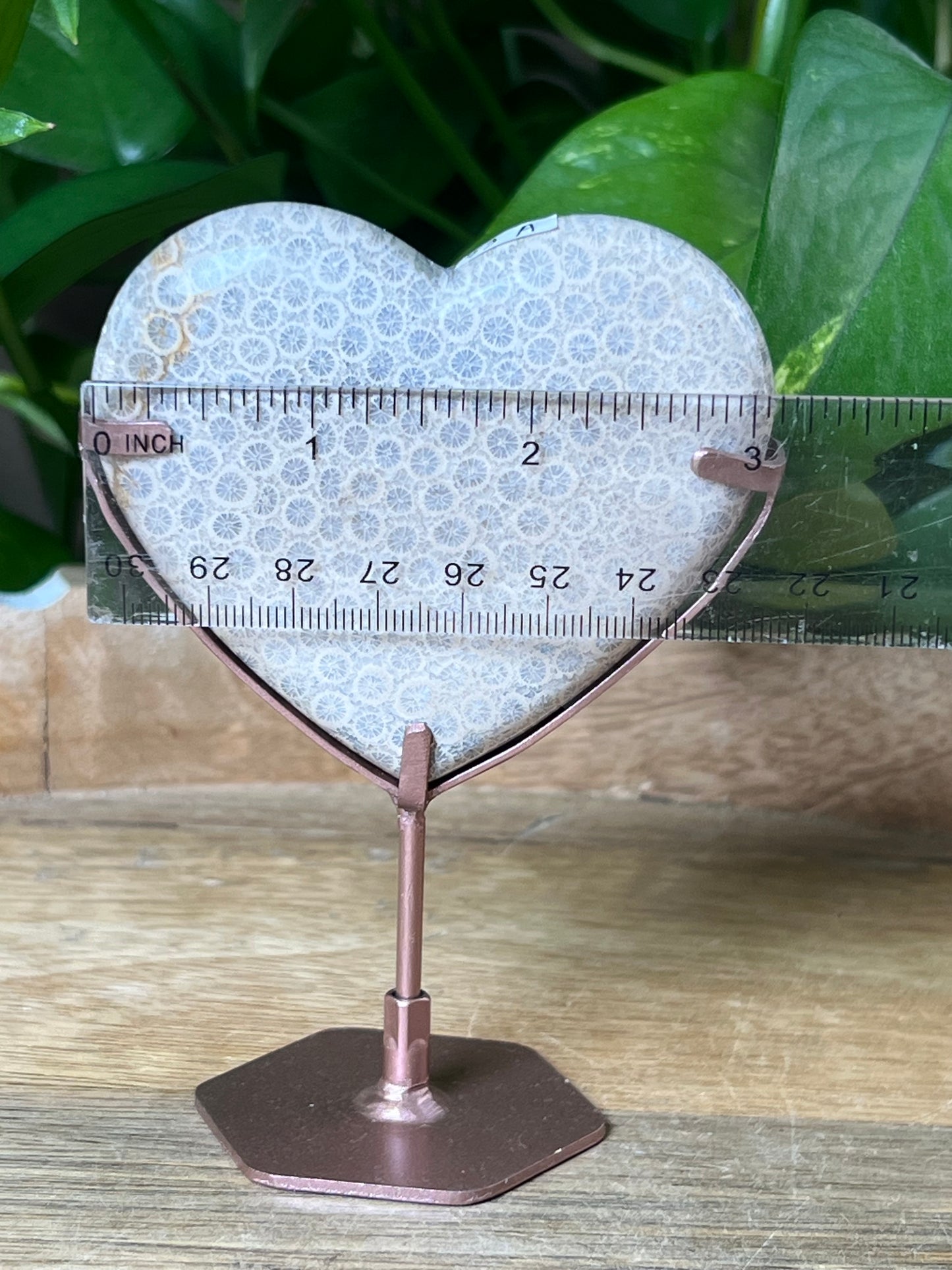 Fossil Coral Heart
