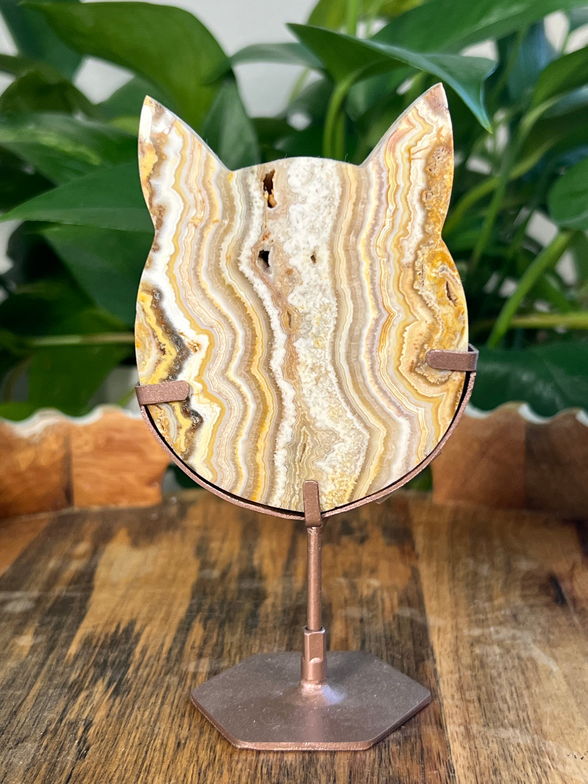 Yellow Crazy Lace Agate Cat Heads
