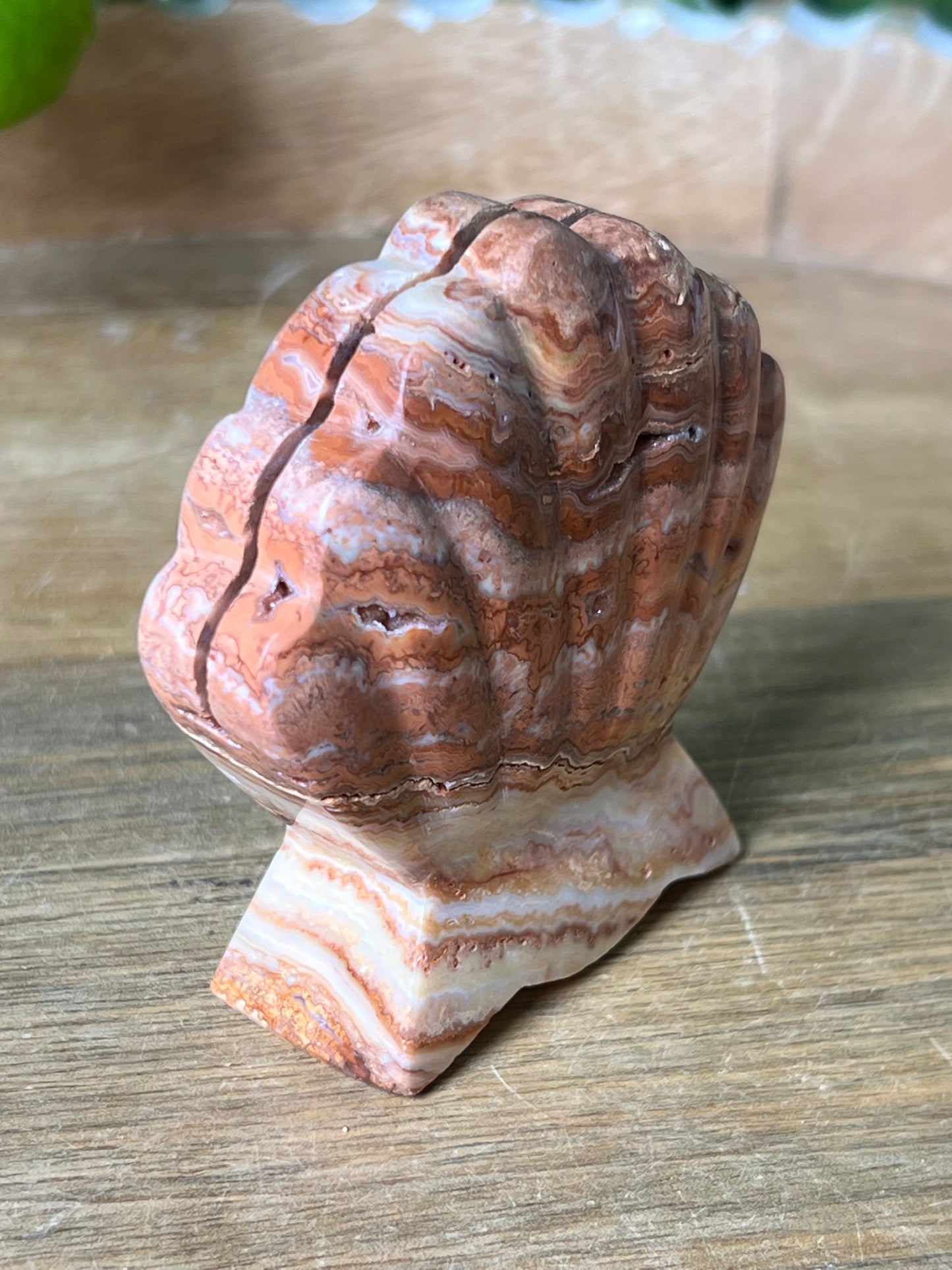 Crazy Lace Agate Shell