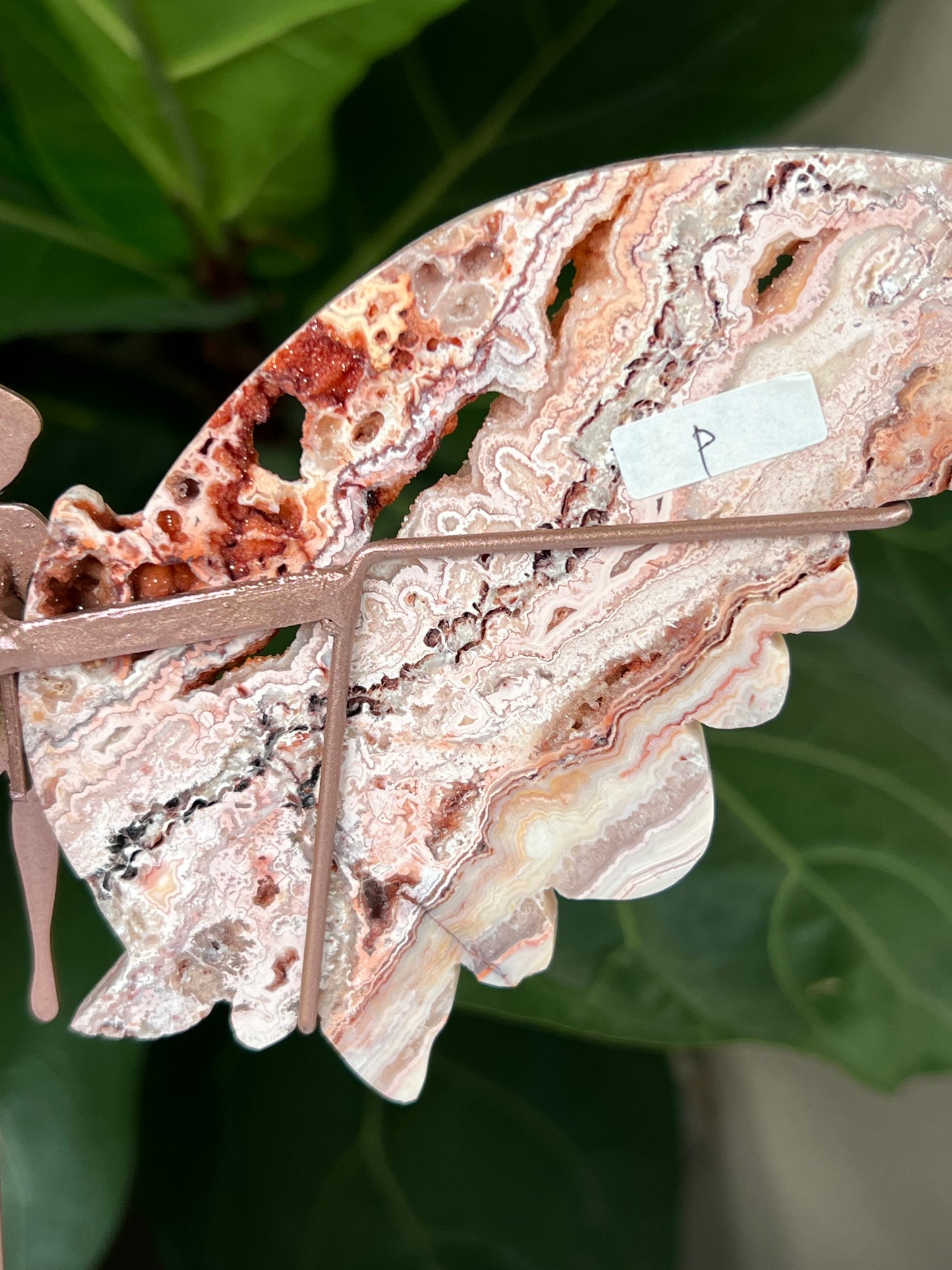 Crazy Lace Agate Wings
