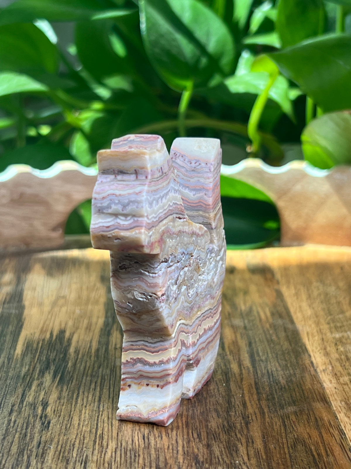 Crazy Lace Agate Cat: M