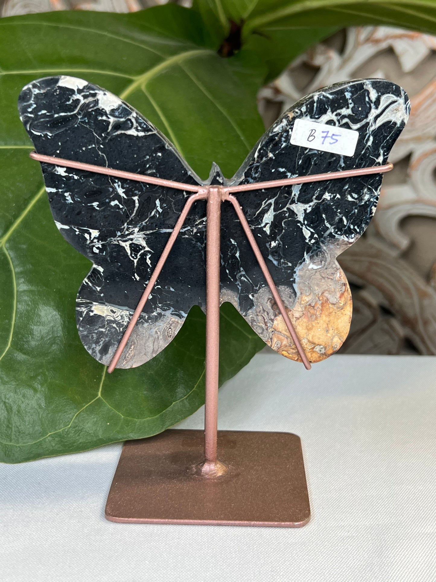 Palm Root Butterfly