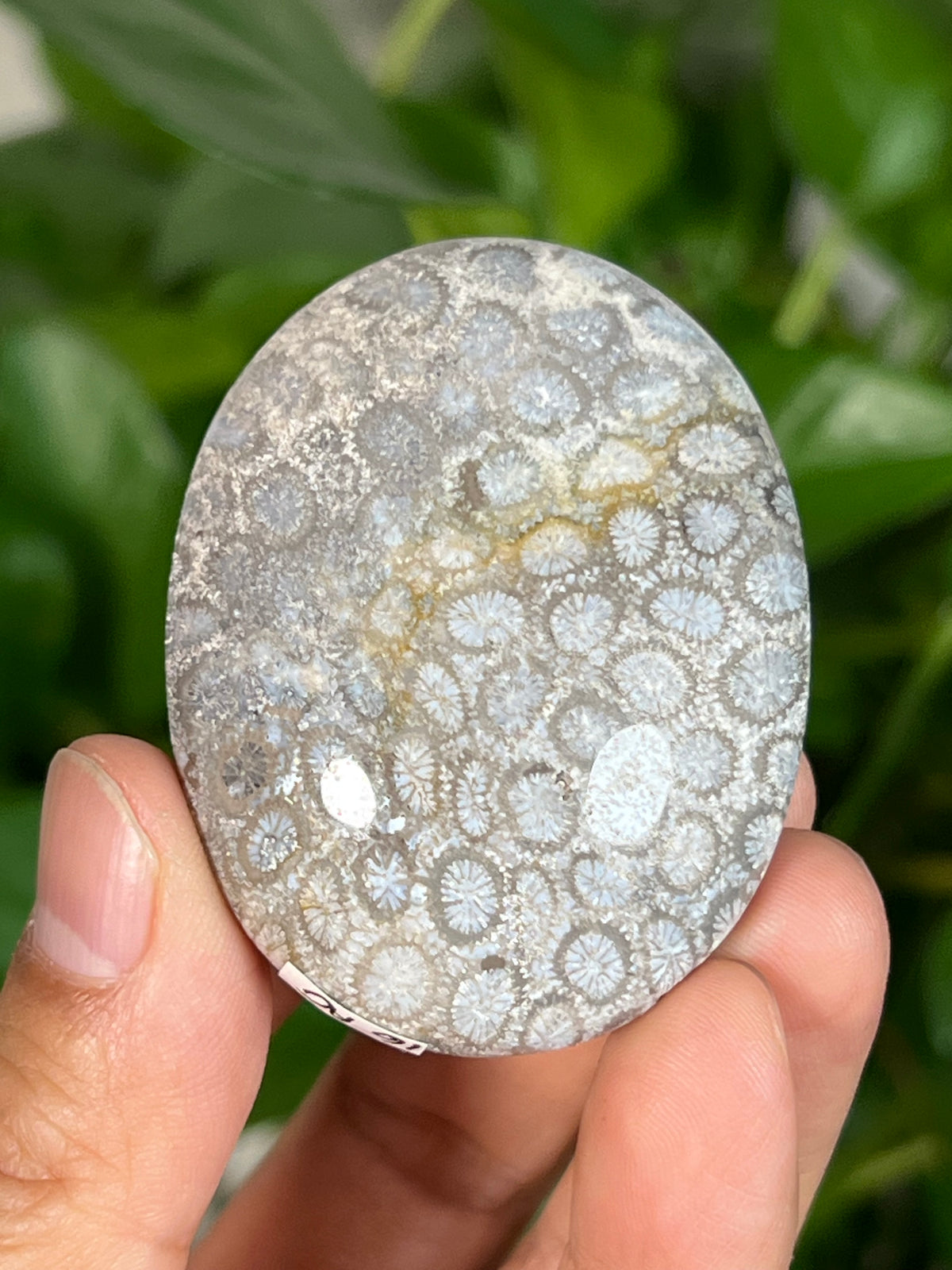 Fossil Coral Palmstones