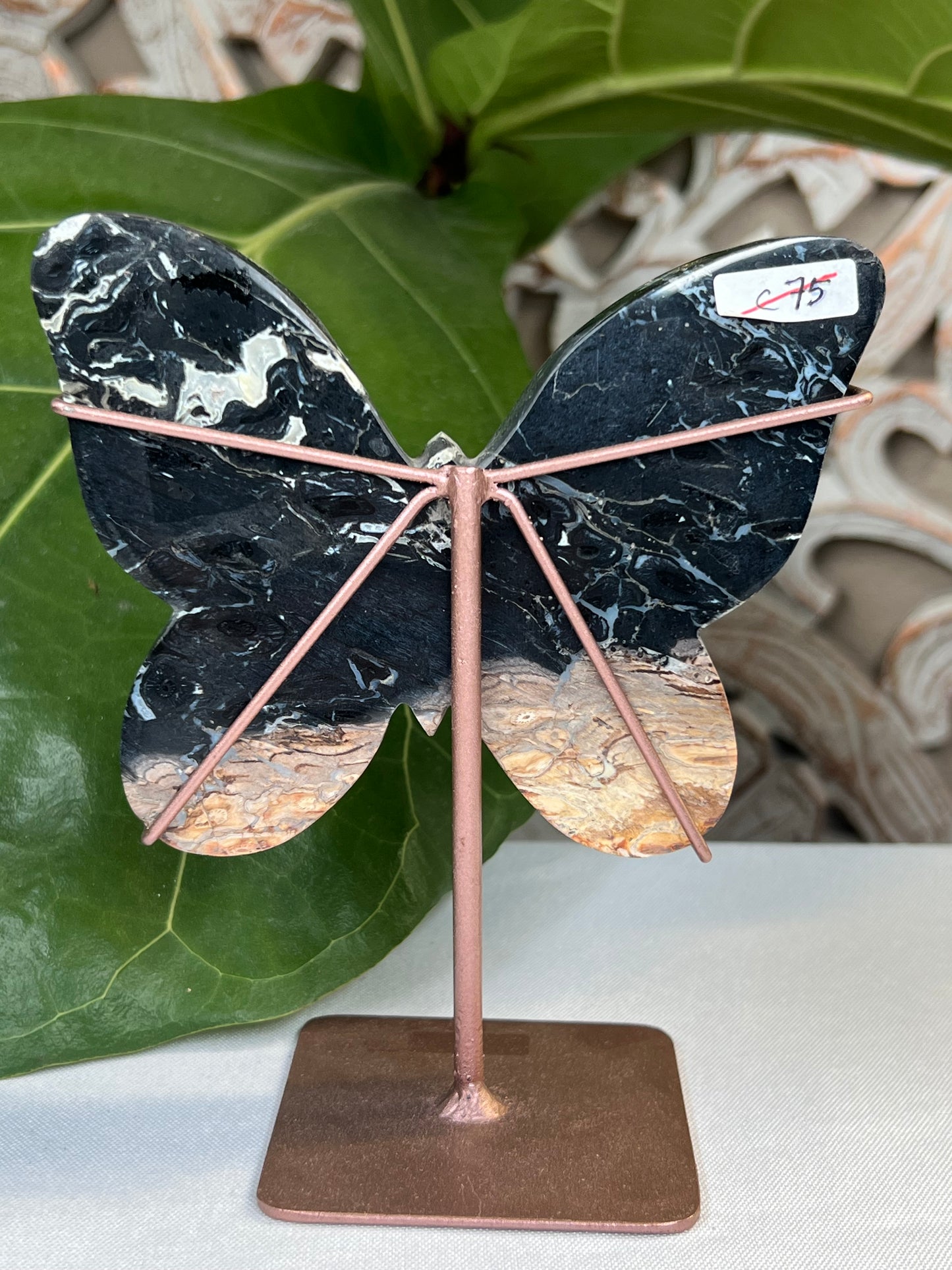 Palm Root Butterfly